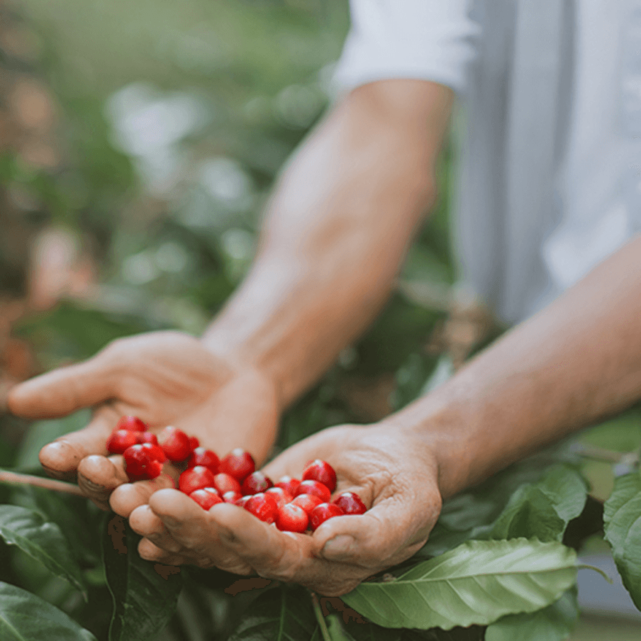 Indonesian specialty coffee, award-recognized