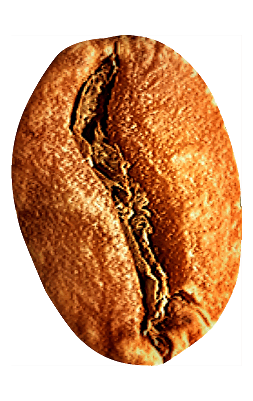 Bean