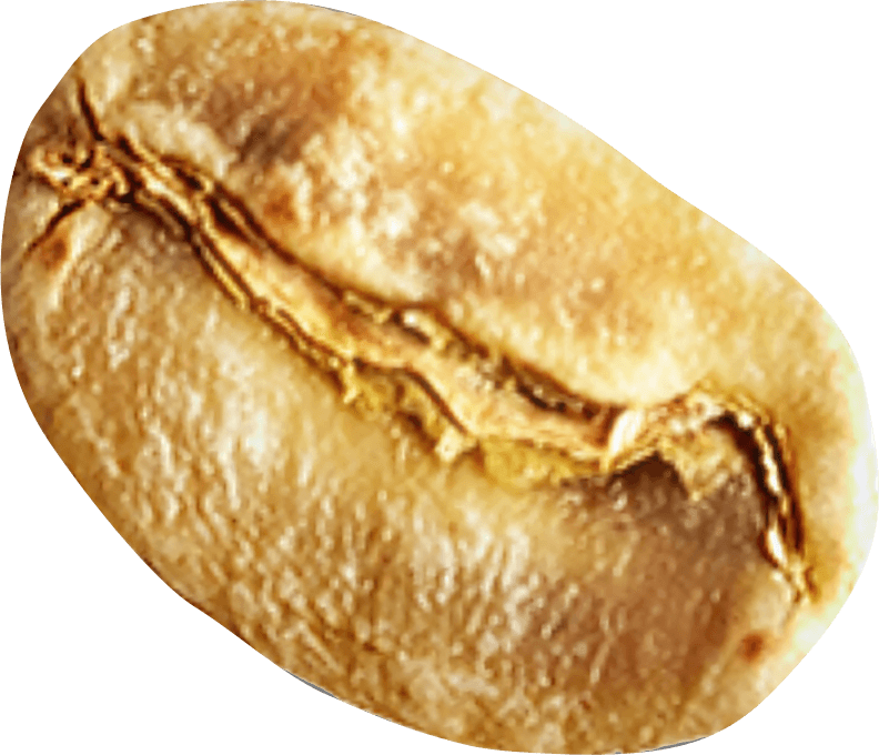 Bean
