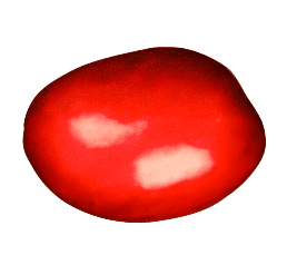 Bean