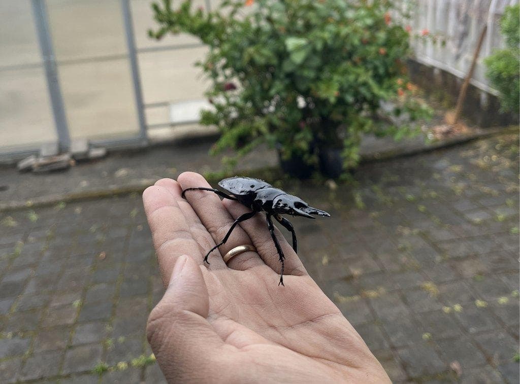 Biodiversity
